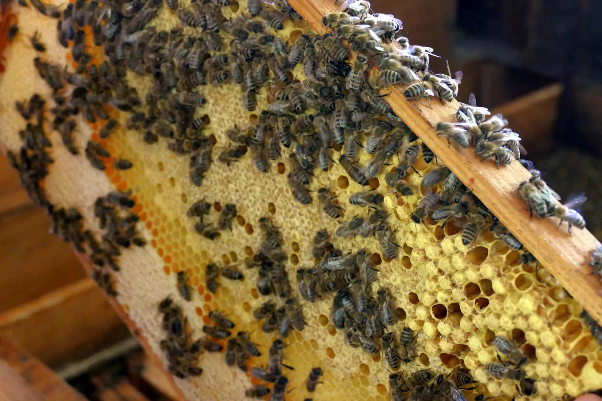 Bienen sitzen auf einem Wabenrahmen mit Honig und Wabenstruktur.