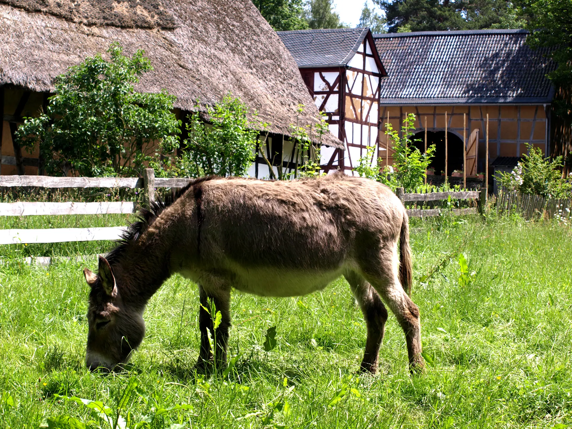 Esel grast auf einer Wiese vor Fachwerkhäusern mit Reetdach und Zaun.