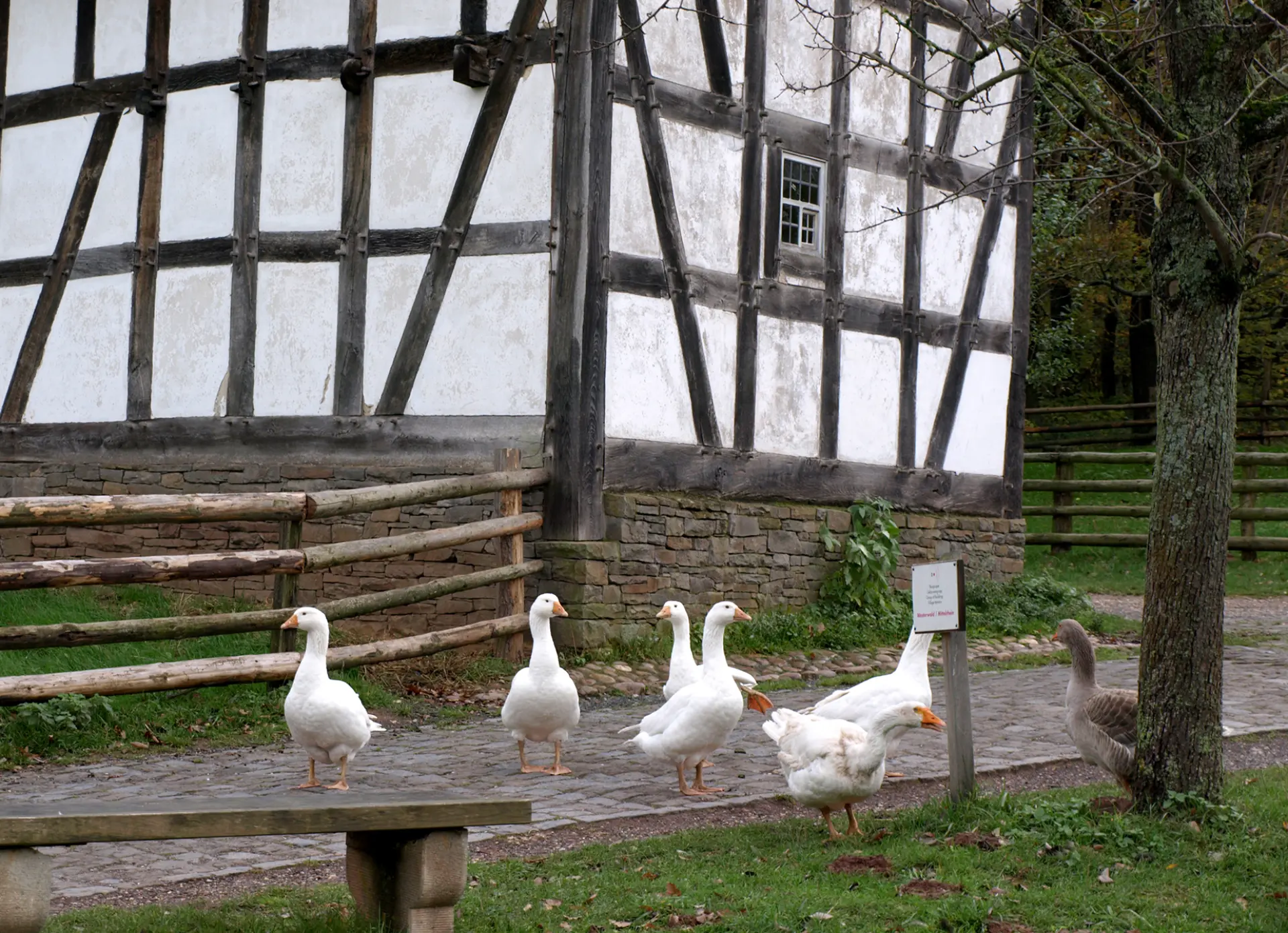 Mehrere weiße Gänse auf einem gepflasterten Weg vor einem Fachwerkhaus mit Holzzaun und Baum.