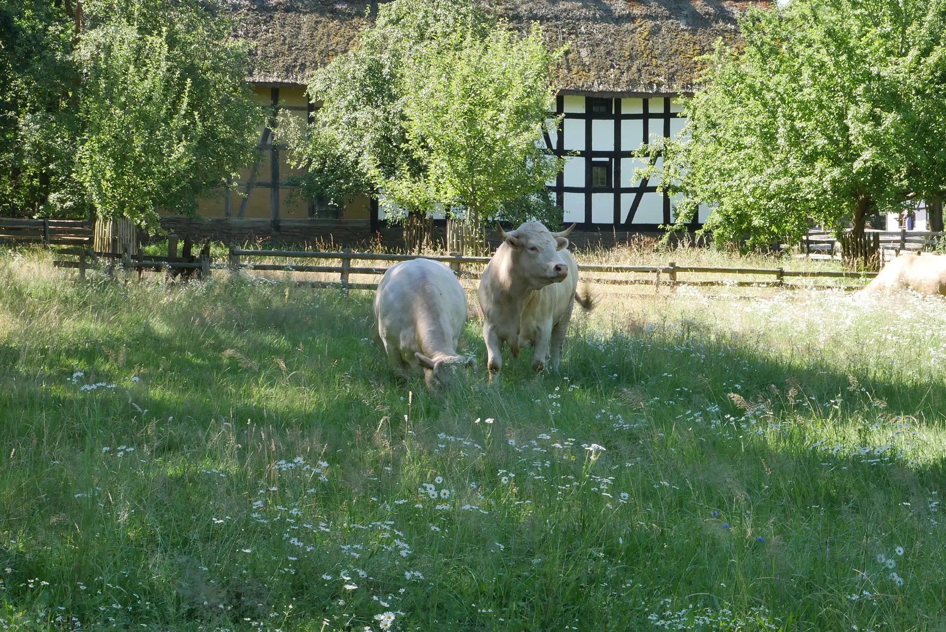 Zwei Glan-Rinder auf einer Wiese vor einem Fachwerkhaus mit Reetdach und Bäumen