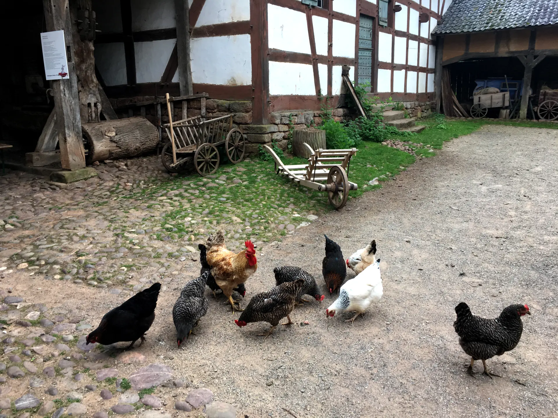 Hühner und ein Hahn auf einem gepflasterten Hof vor einem Fachwerkhaus mit Holzwagen.