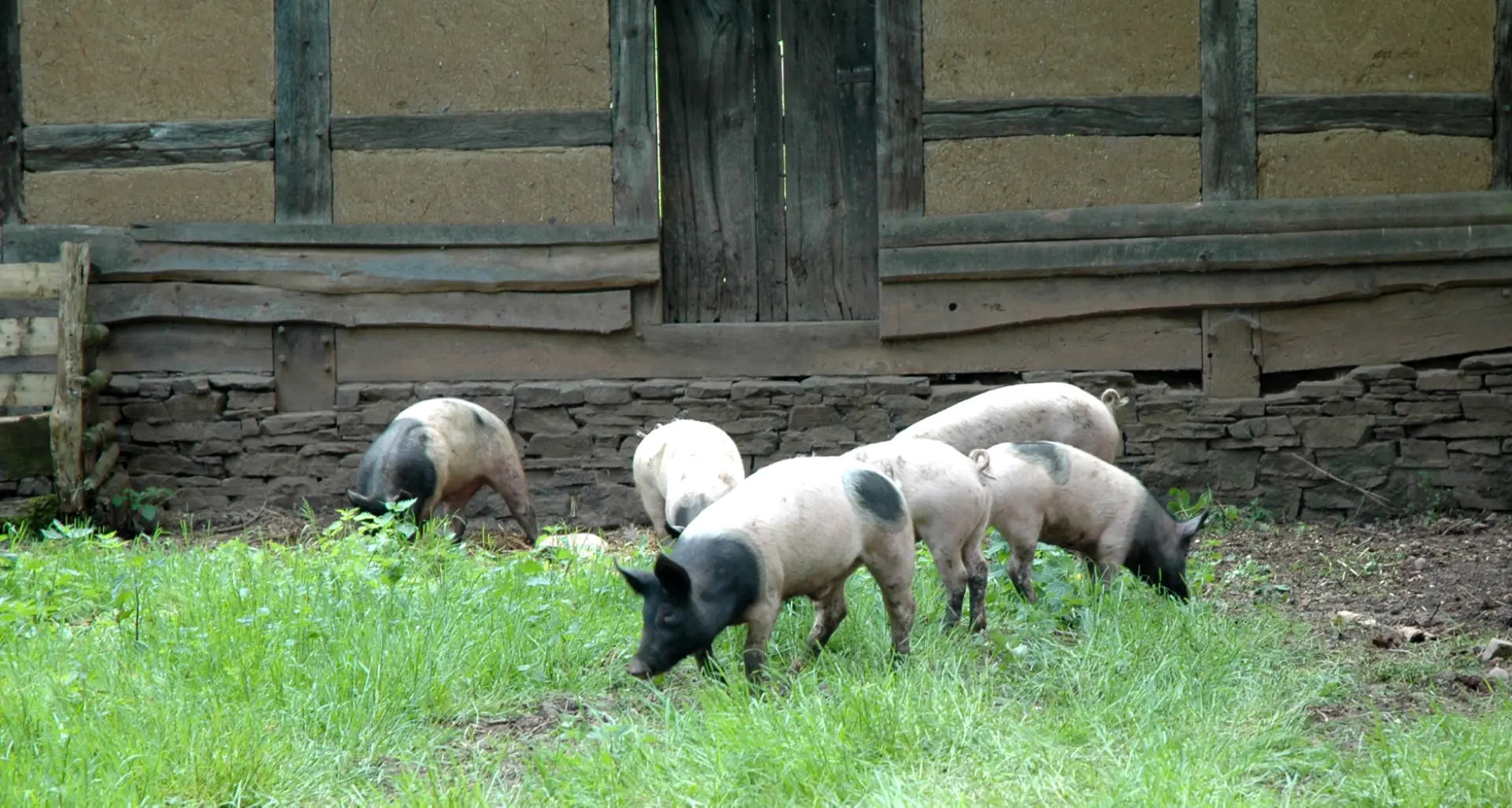 Fünf junge Schweine mit schwarzem Kopf und weißen Körpern grasen auf einer Wiese vor einer Fachwerkwandmit Tür.