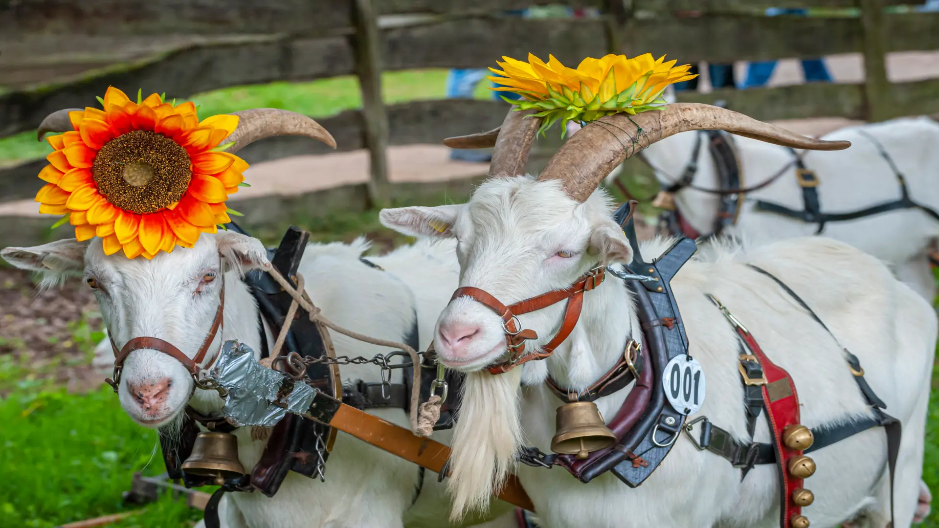 Zwei weiße Ziegen stehen nebeneinander und tragen Geschirr mit Glocken. Auf ihren Hörnern sind dekorative Sonnenblumen befestigt. Im Hintergrund ist ein Holzzaun zu sehen, die Szene wirkt ländlich und zeigt eine liebevoll geschmückte Darstellung von Nutztieren.