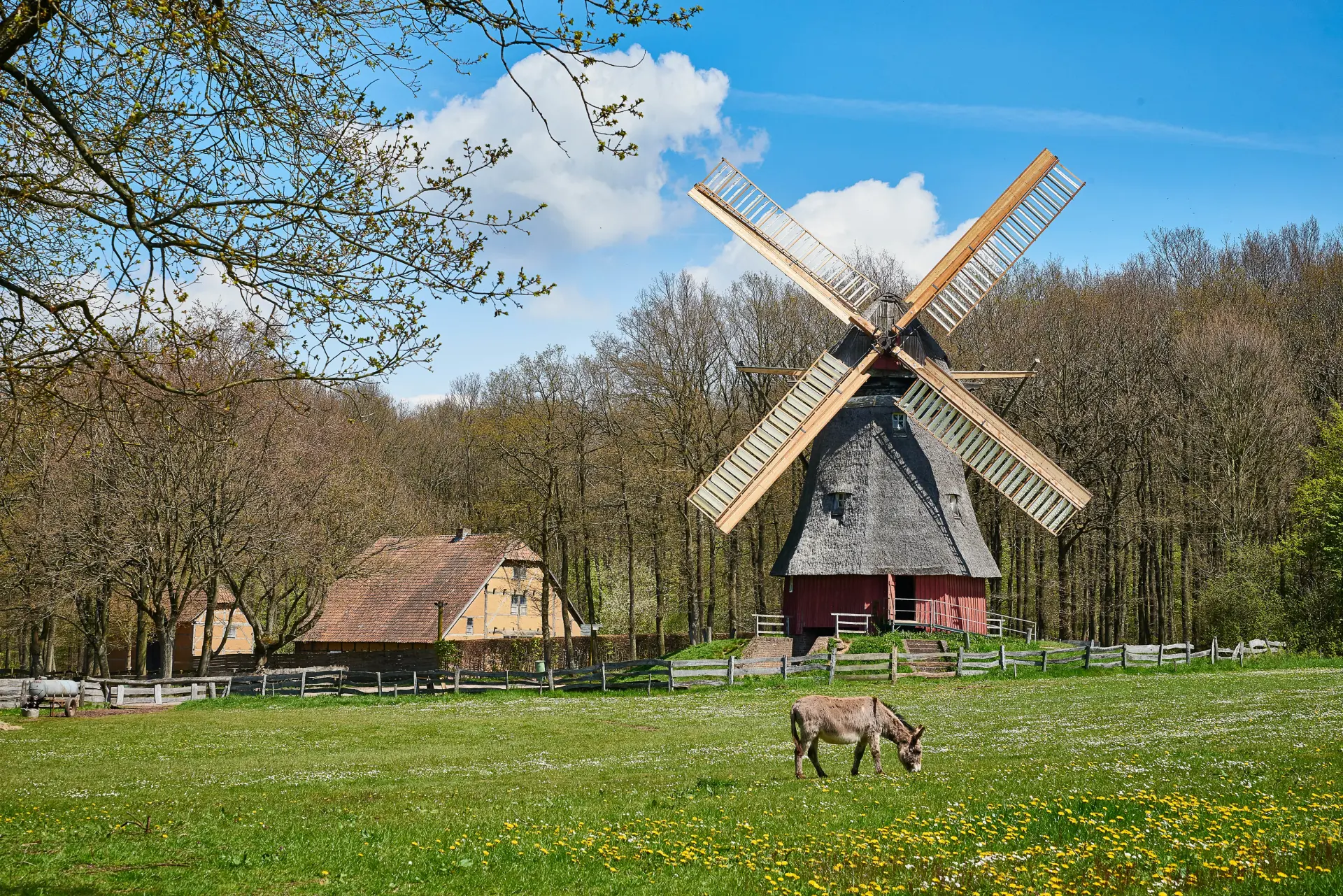 Die Kappenwindmühle in der Baugruppe Niederrhein, davor ein Esel.