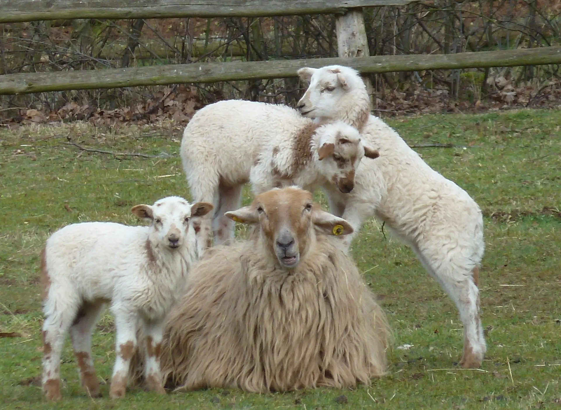 Eine Gruppe von Schafen