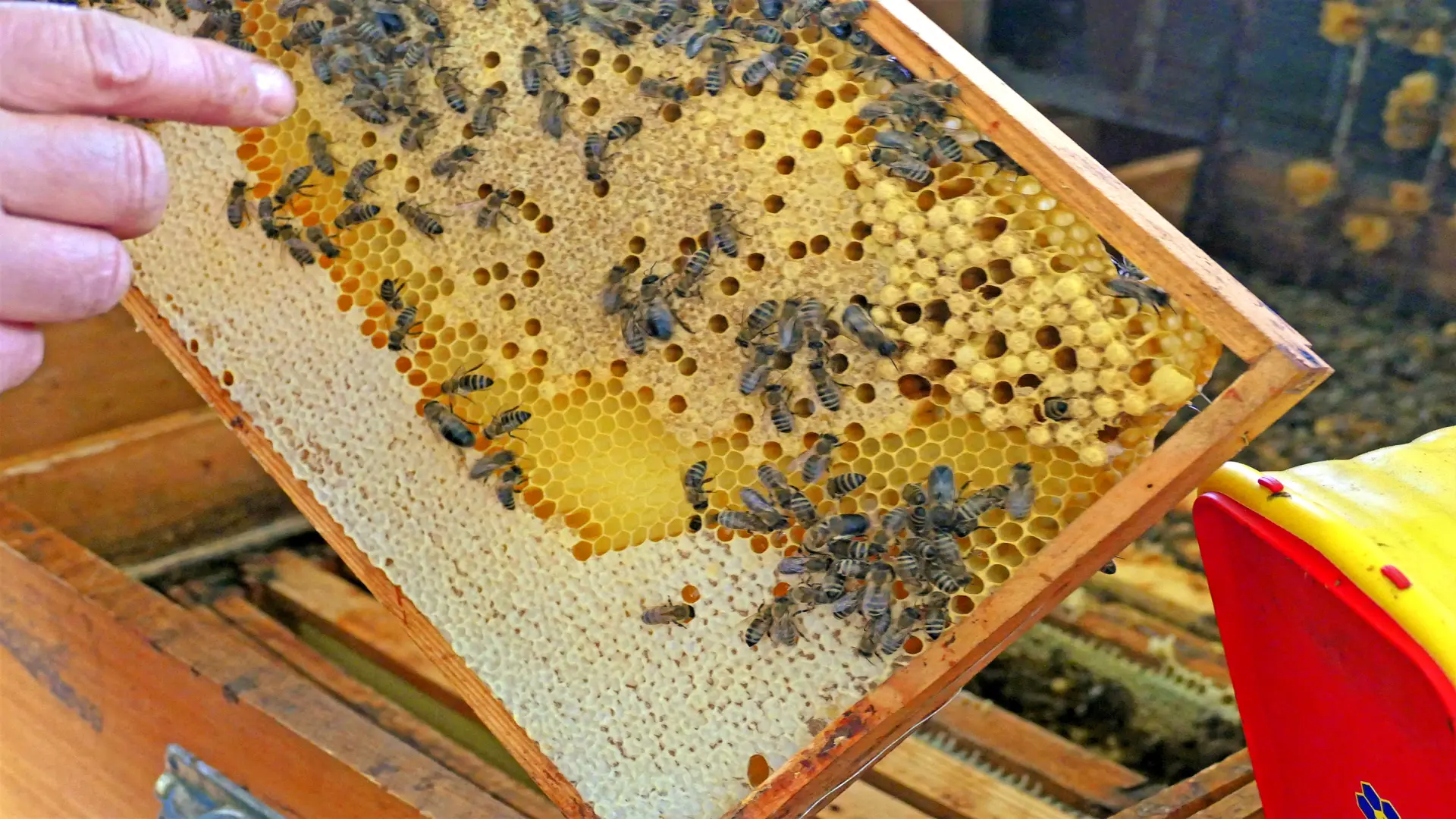 Rähmchen mit Bienen