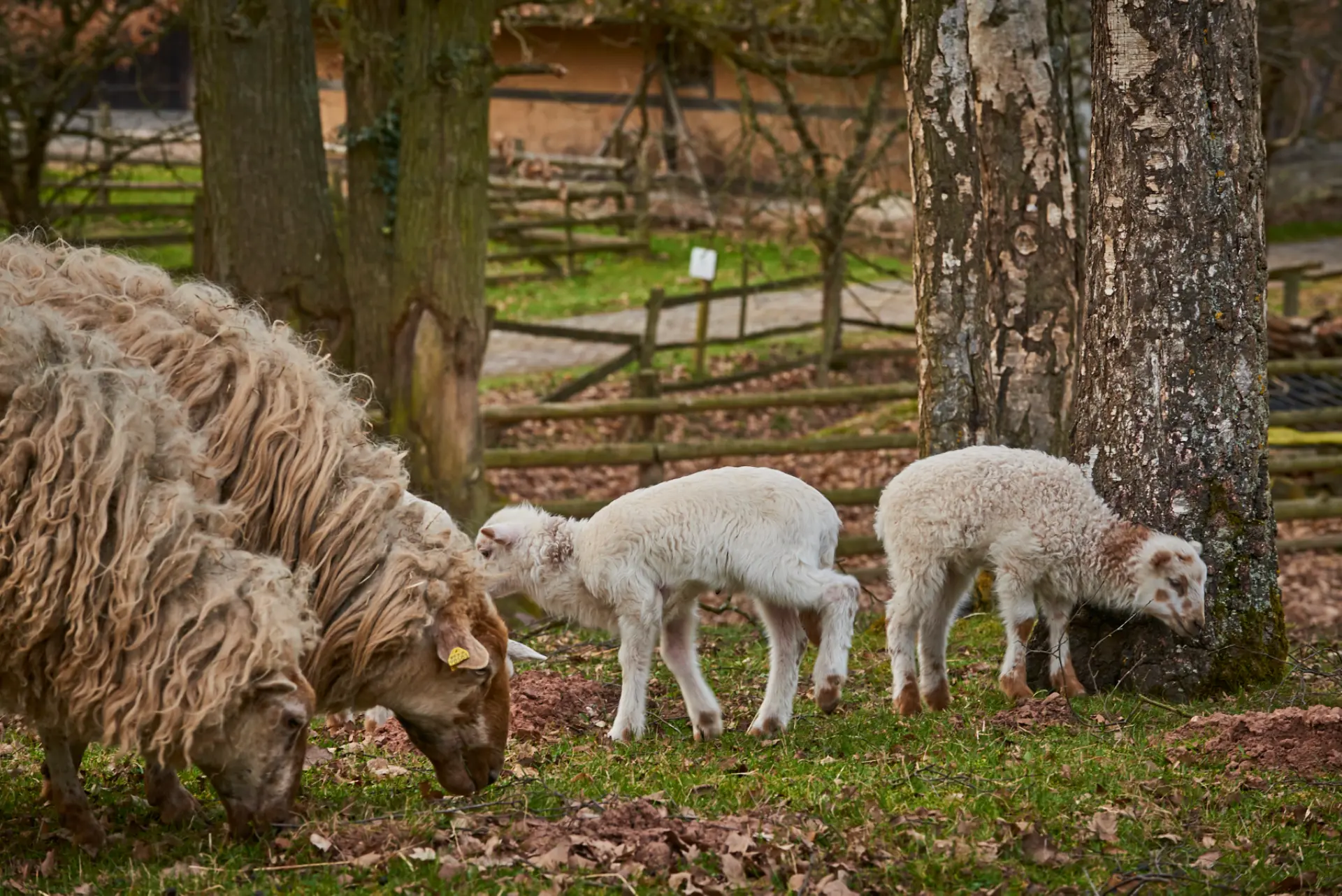 Zwei Schafe und zwei Lämmer auf einer Wiese