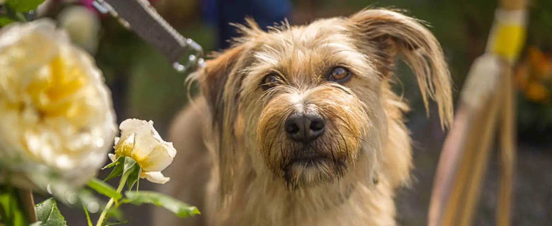 Hunde sind willkommen