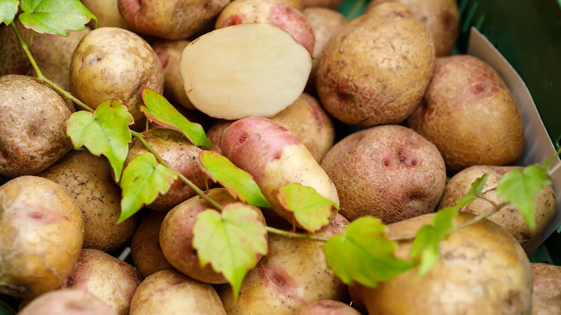Frisch geerntete Kartoffeln