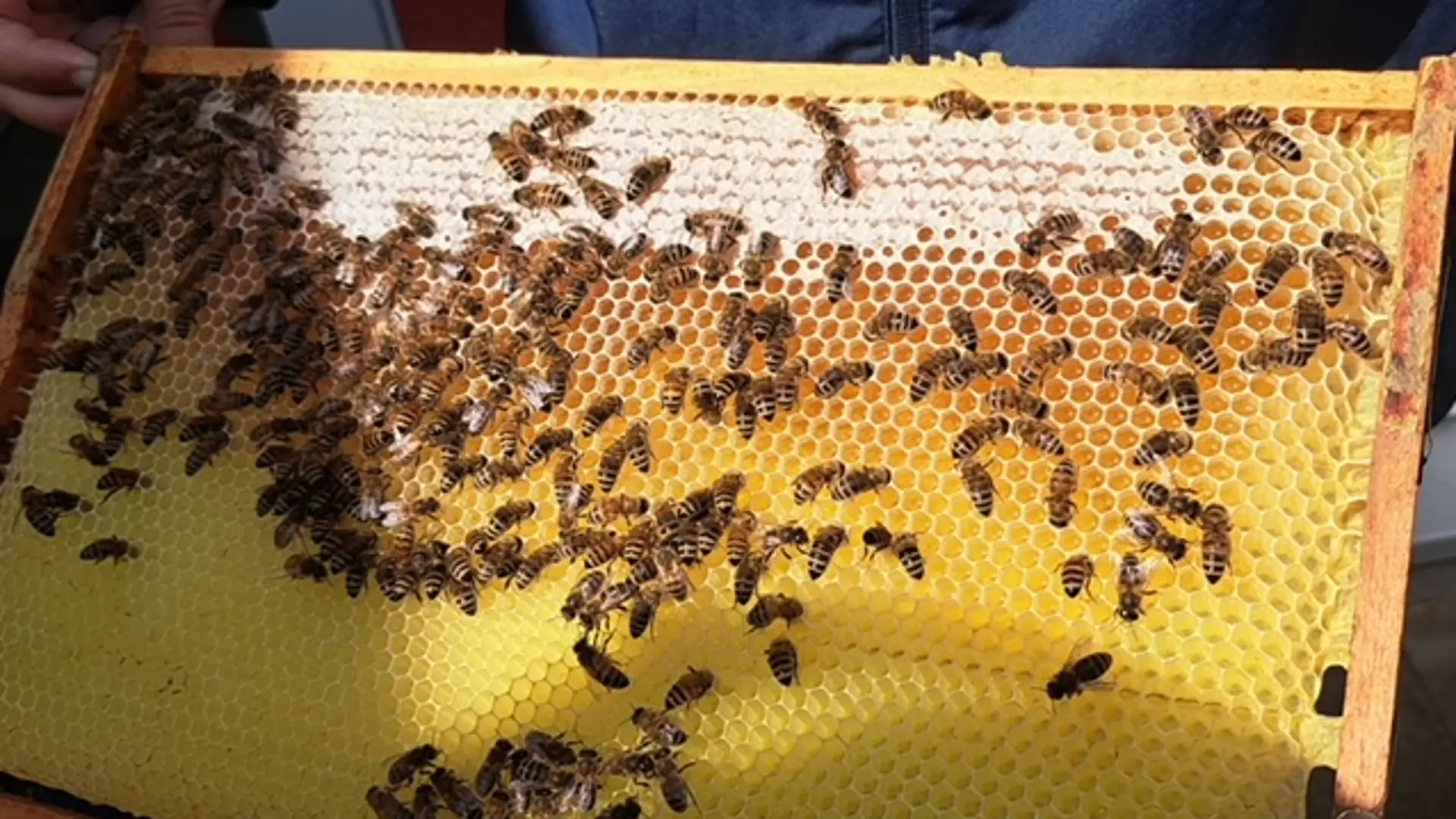 Bienen krabbeln auf einer Holz-Waben doppelter Stärke in einem Bienenstock-Rahmen.