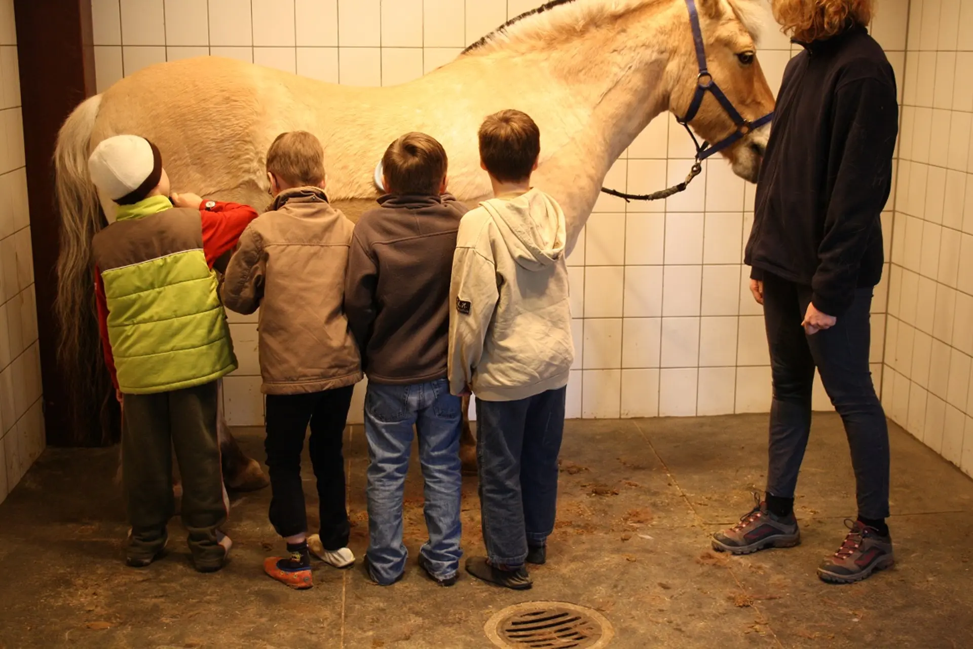 Vier Grundschulkinder bürsten ein Pferd im Pferdestall