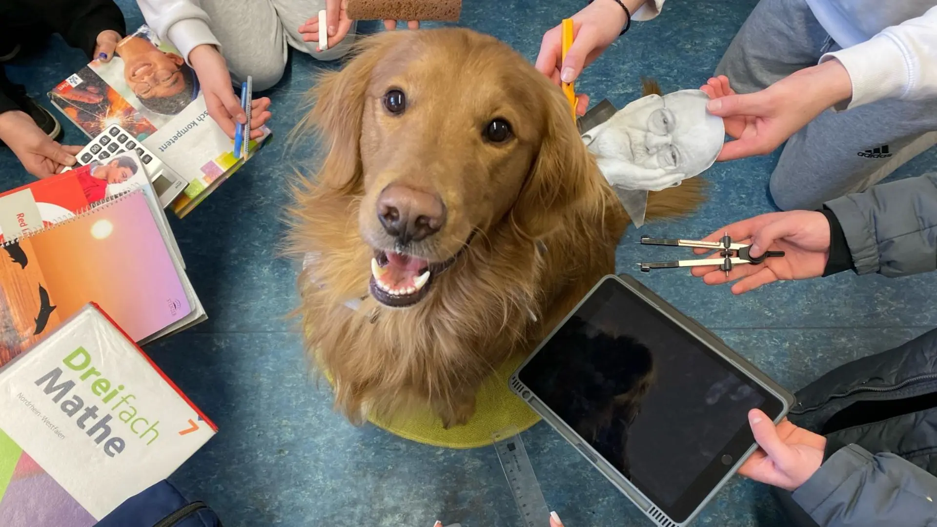 Schulhund Knut umringt von Händen