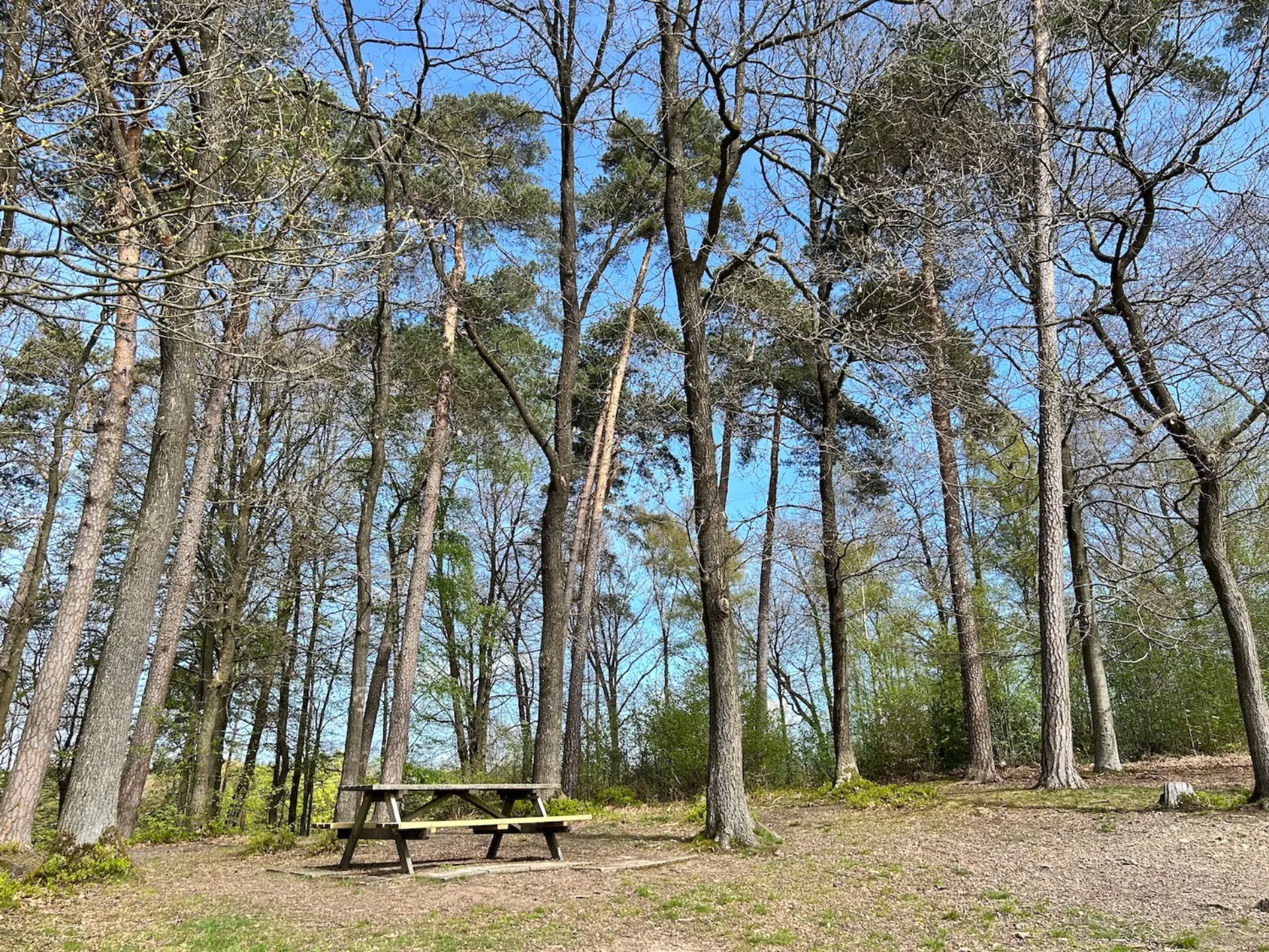 Angrenzender Wald an den Schulhof