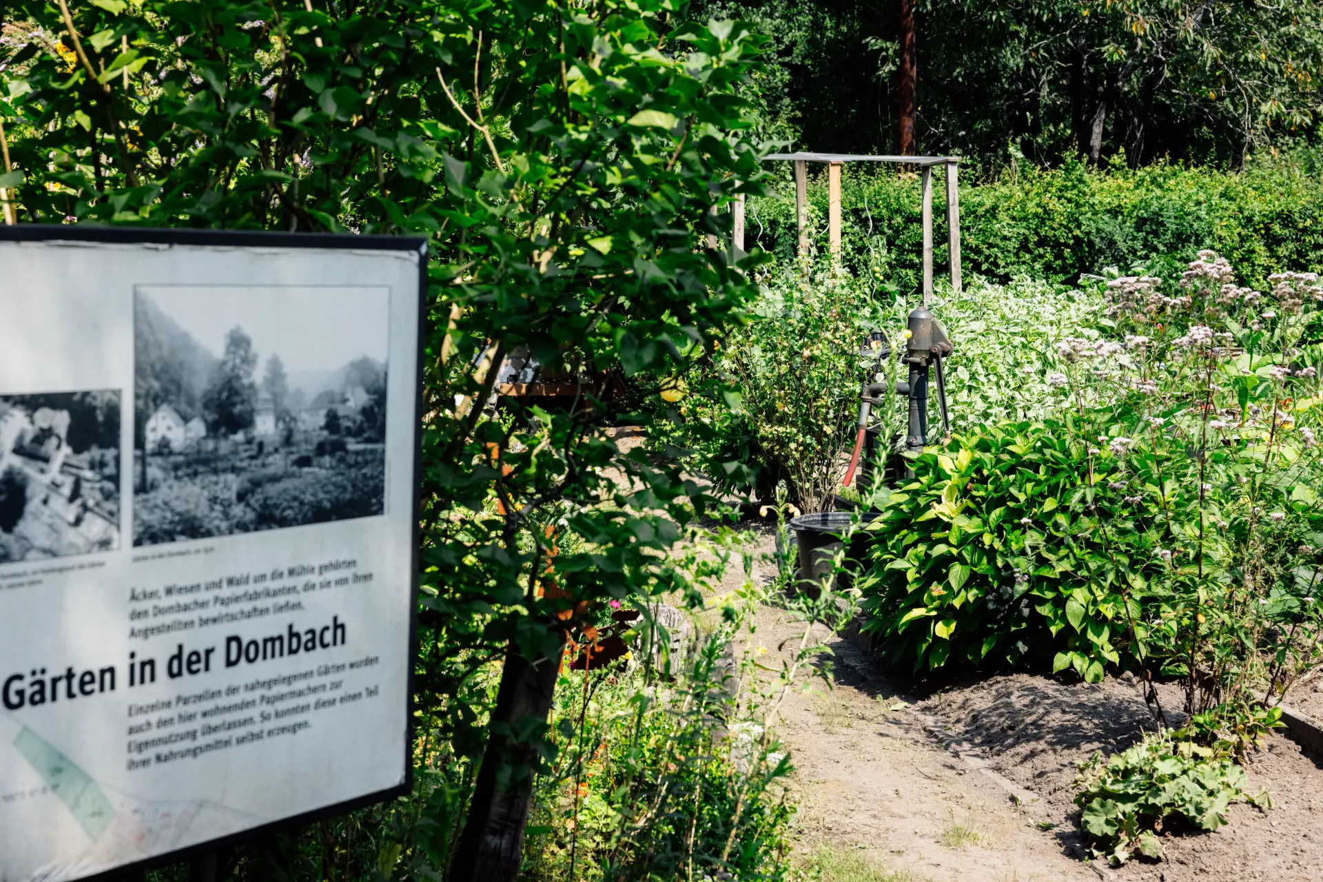 Garten im Sommer