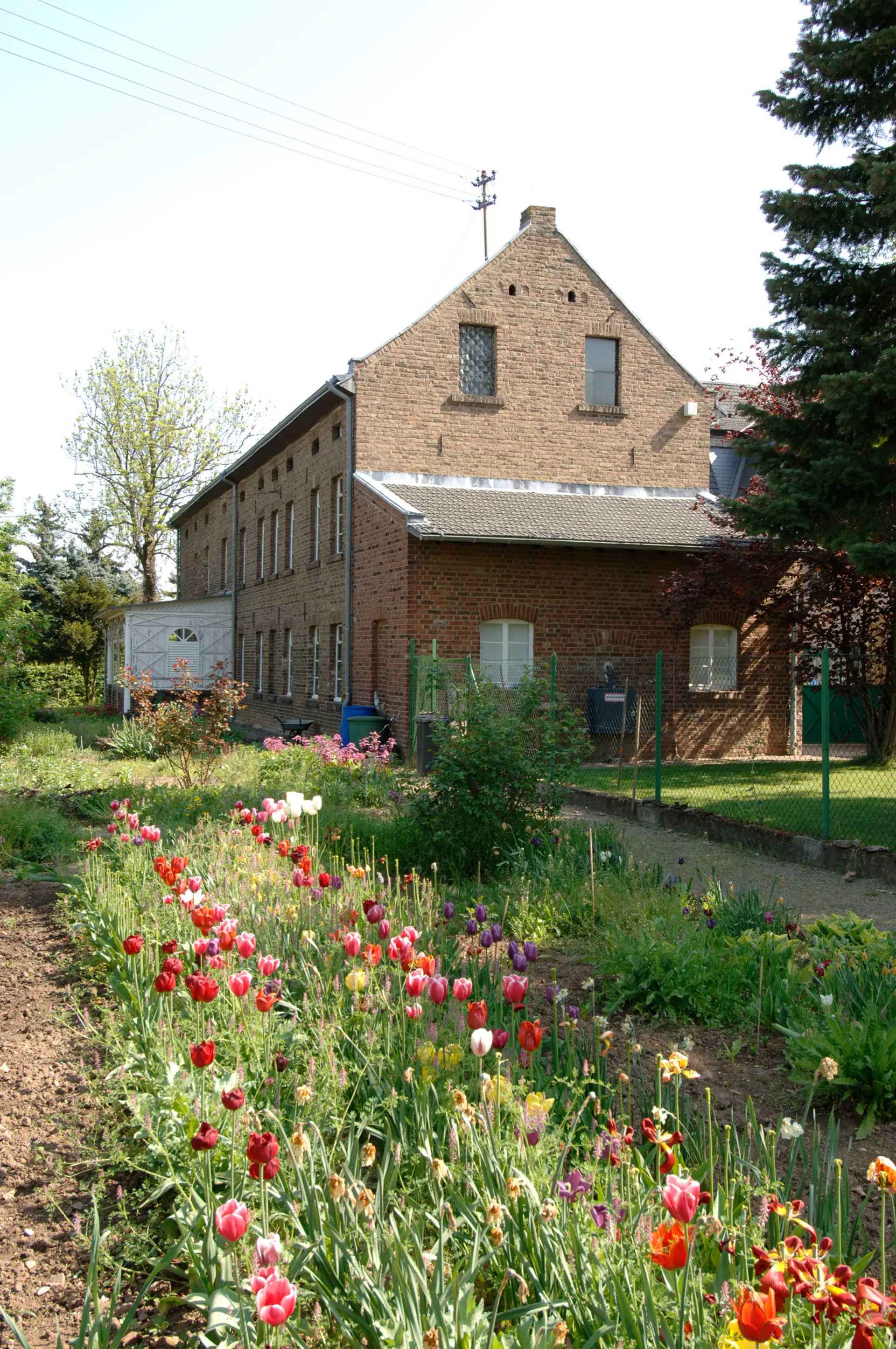 Blick über ein Tulpenbeet hin zu einem Backsteinhaus.