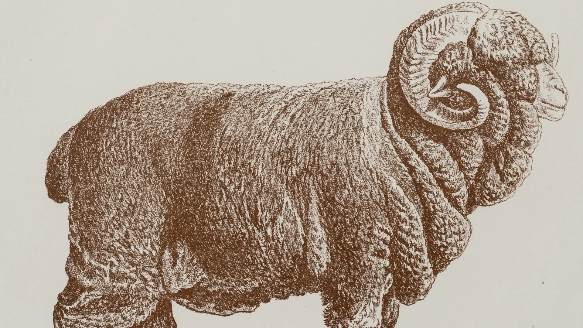 Historische, braun getönte Zeichnung vin einem Schafbock, der auch Negretti-Bock genannt wird. Der Bock wird von der Seite gezeigt. Sein Körper ist vollständig von dichter Wolle bedeckt. Er hat eng anliegende, große und spiralig gewundene Hörner. Unter der Abbildung steht der Titel "Original Negretti Schaf" und eine weitere Zeile mit Angaben zu Herde und Besitzer: "Bock No. 17 aus der Herde des Herrn Amtsrat Maass-Kentzlin."