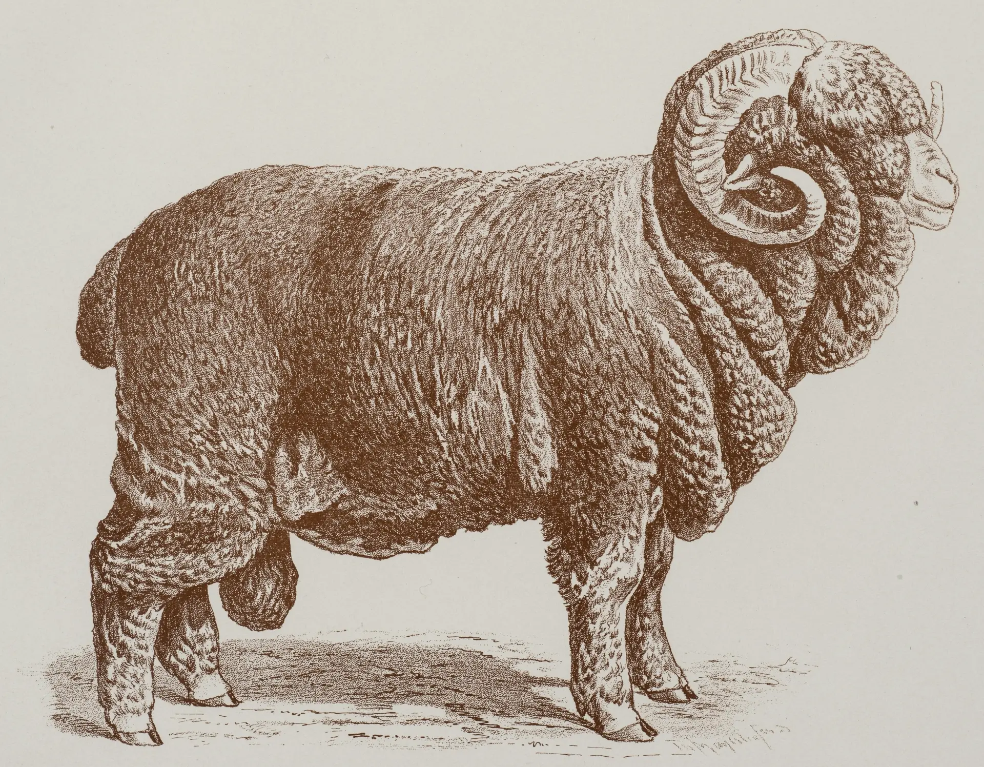 Historische, braun getönte Zeichnung vin einem Schafbock, der auch Negretti-Bock genannt wird. Der Bock wird von der Seite gezeigt. Sein Körper ist vollständig von dichter Wolle bedeckt. Er hat eng anliegende, große und spiralig gewundene Hörner. Unter der Abbildung steht der Titel "Original Negretti Schaf" und eine weitere Zeile mit Angaben zu Herde und Besitzer: "Bock No. 17 aus der Herde des Herrn Amtsrat Maass-Kentzlin."