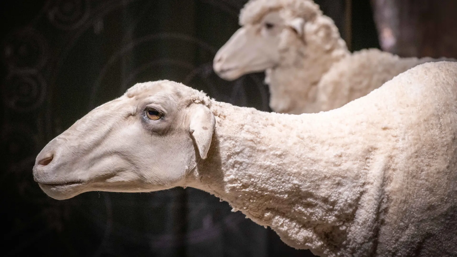 Zwei Schaffiguren in einer Ausstellung