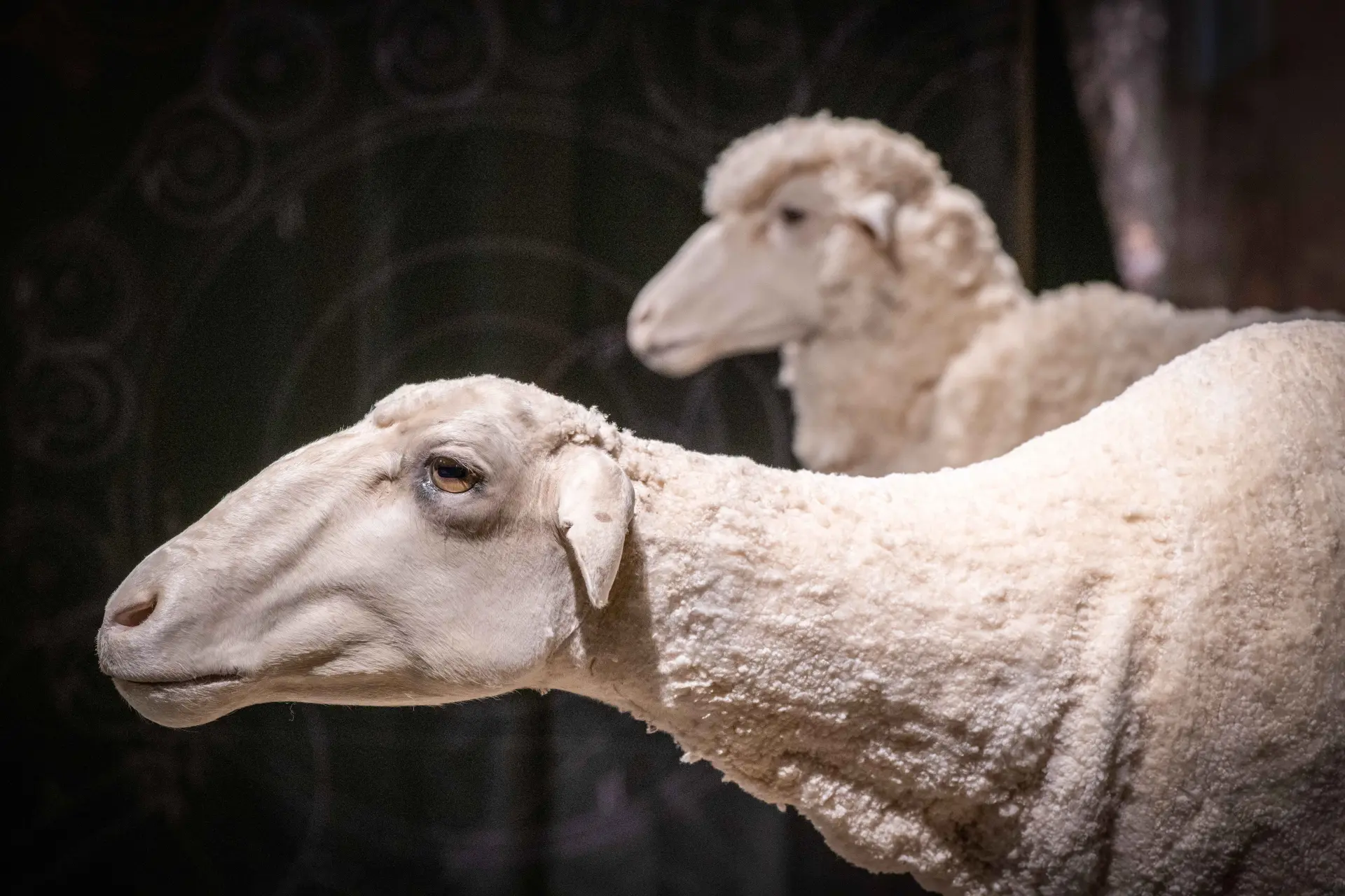 Zwei Schaffiguren in einer Ausstellung