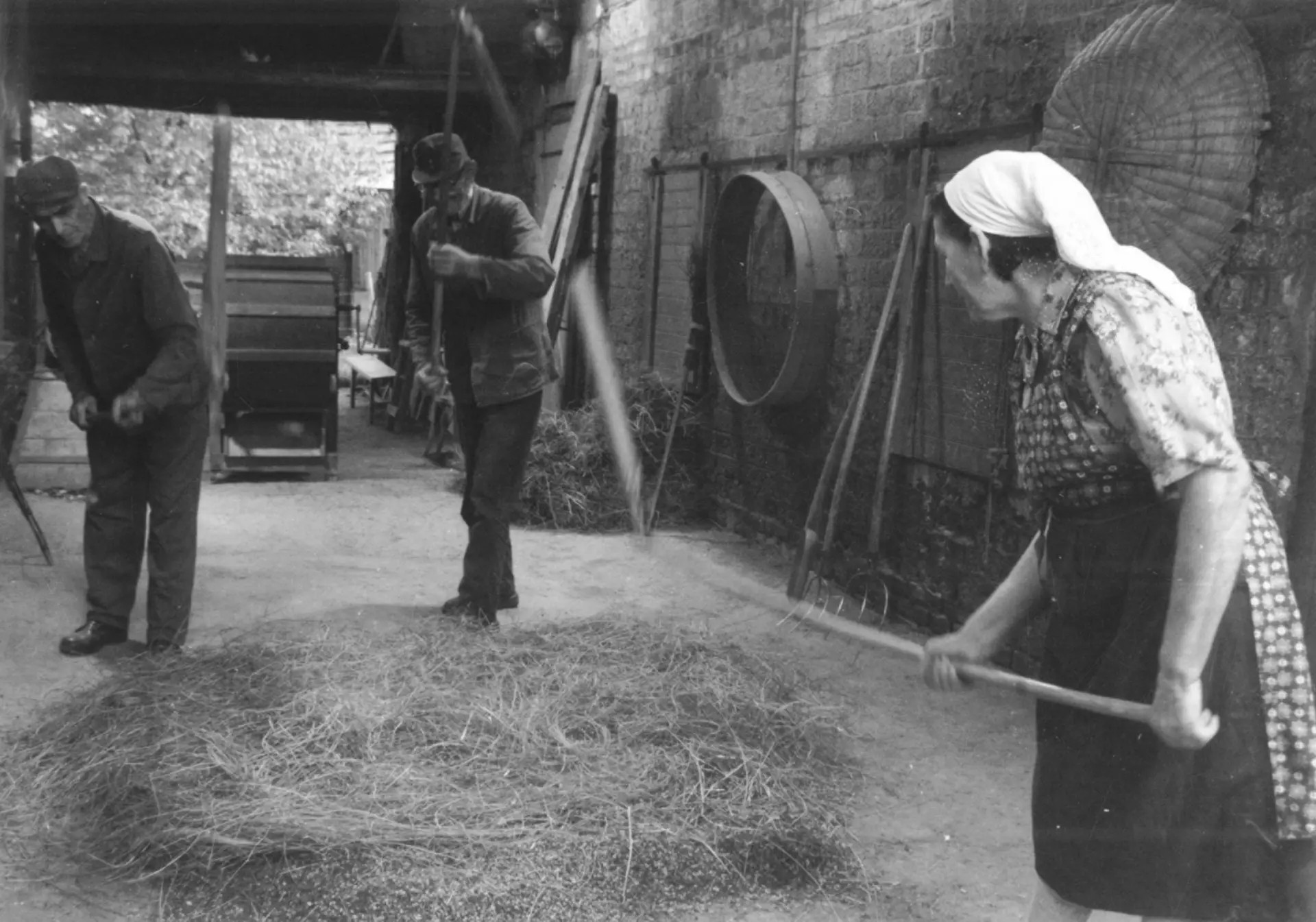 Drei Personen beim Flachsdreschen mit Dreschflegel, Hasselbach 1977.