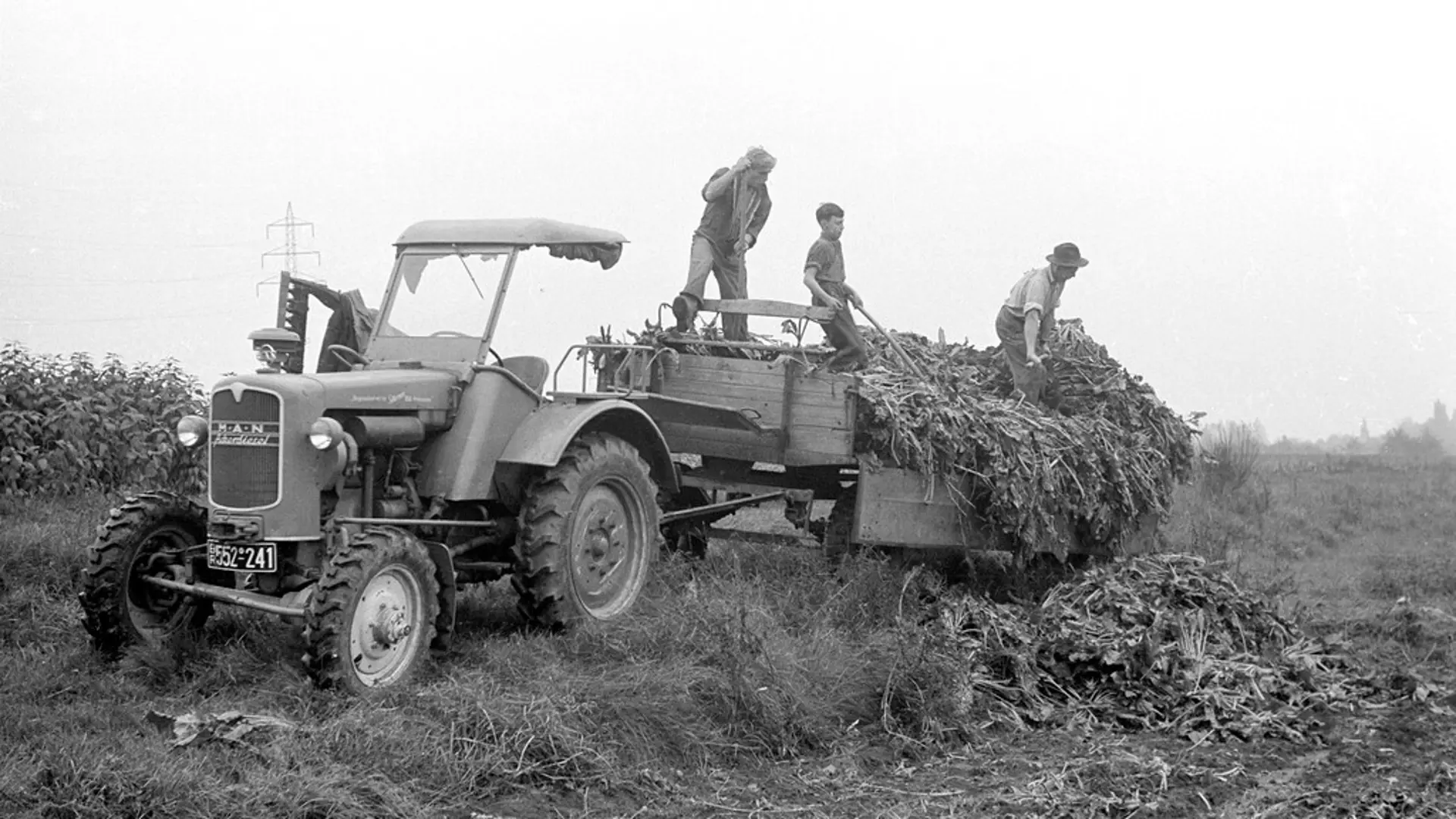 Landarbeiter laden Zuckerrübenblätter auf einen Anhänger, der an einem Traktor hängt – ein typisches Schiffer-Bild.