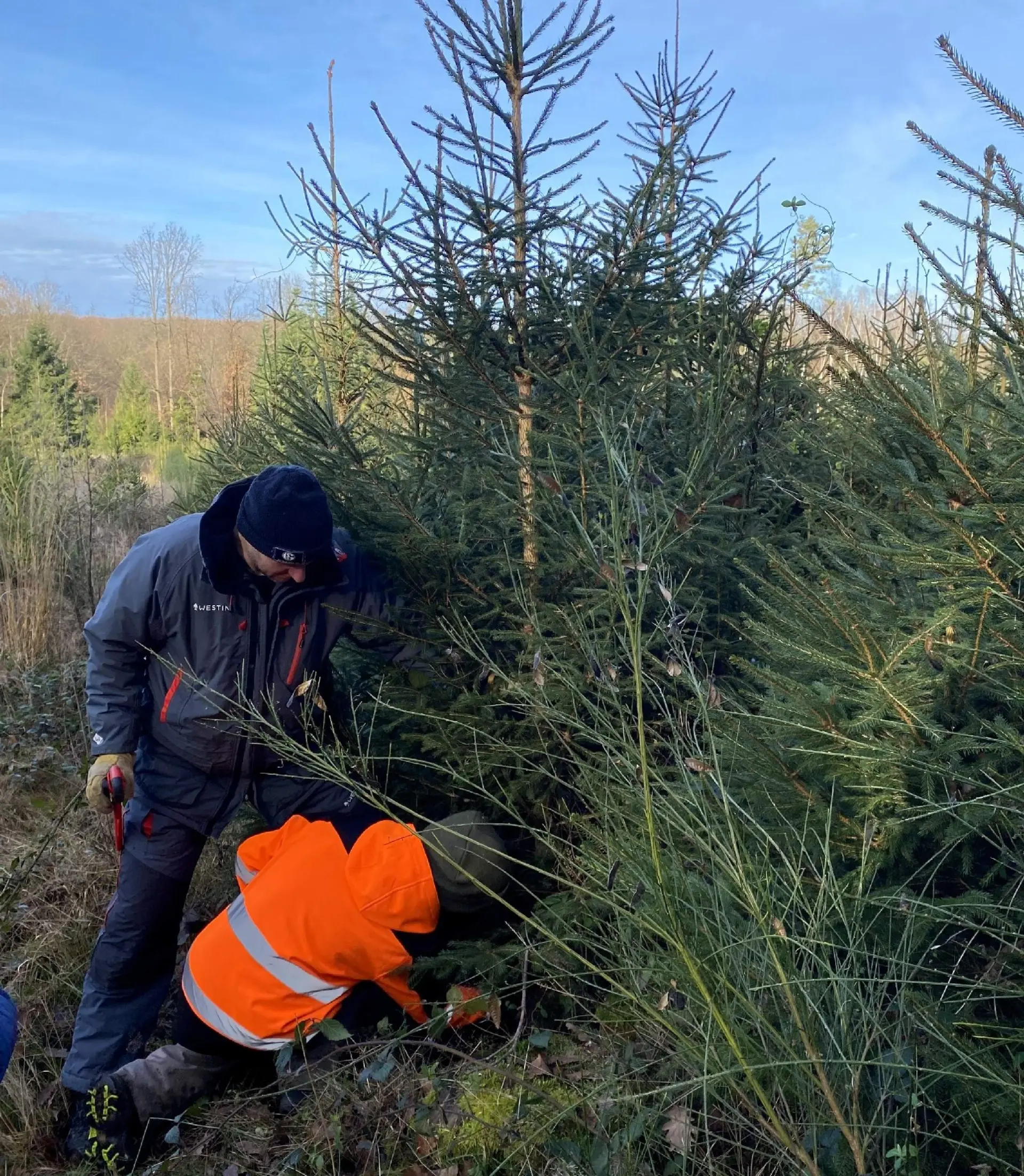 Praxistag Wald und Forst: Ein Tannenbaum wird von zwei Personen gefällt