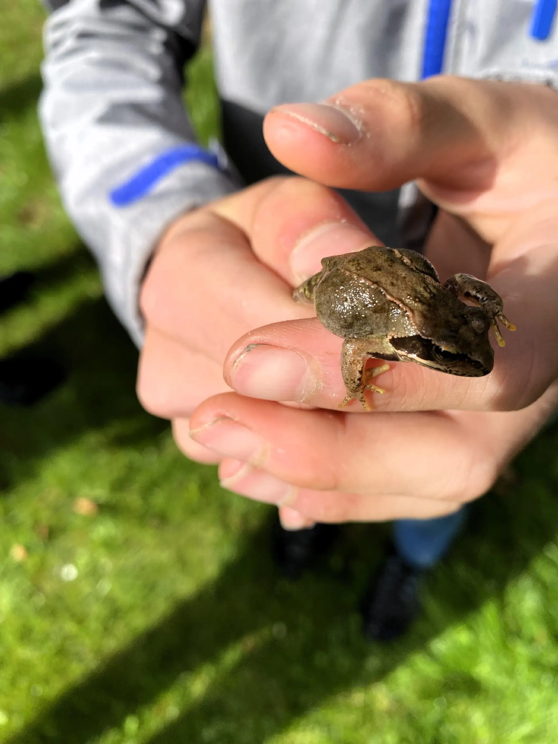 Praxistag Wald und Forst: Ein Frosch auf der Hand eines Schülers