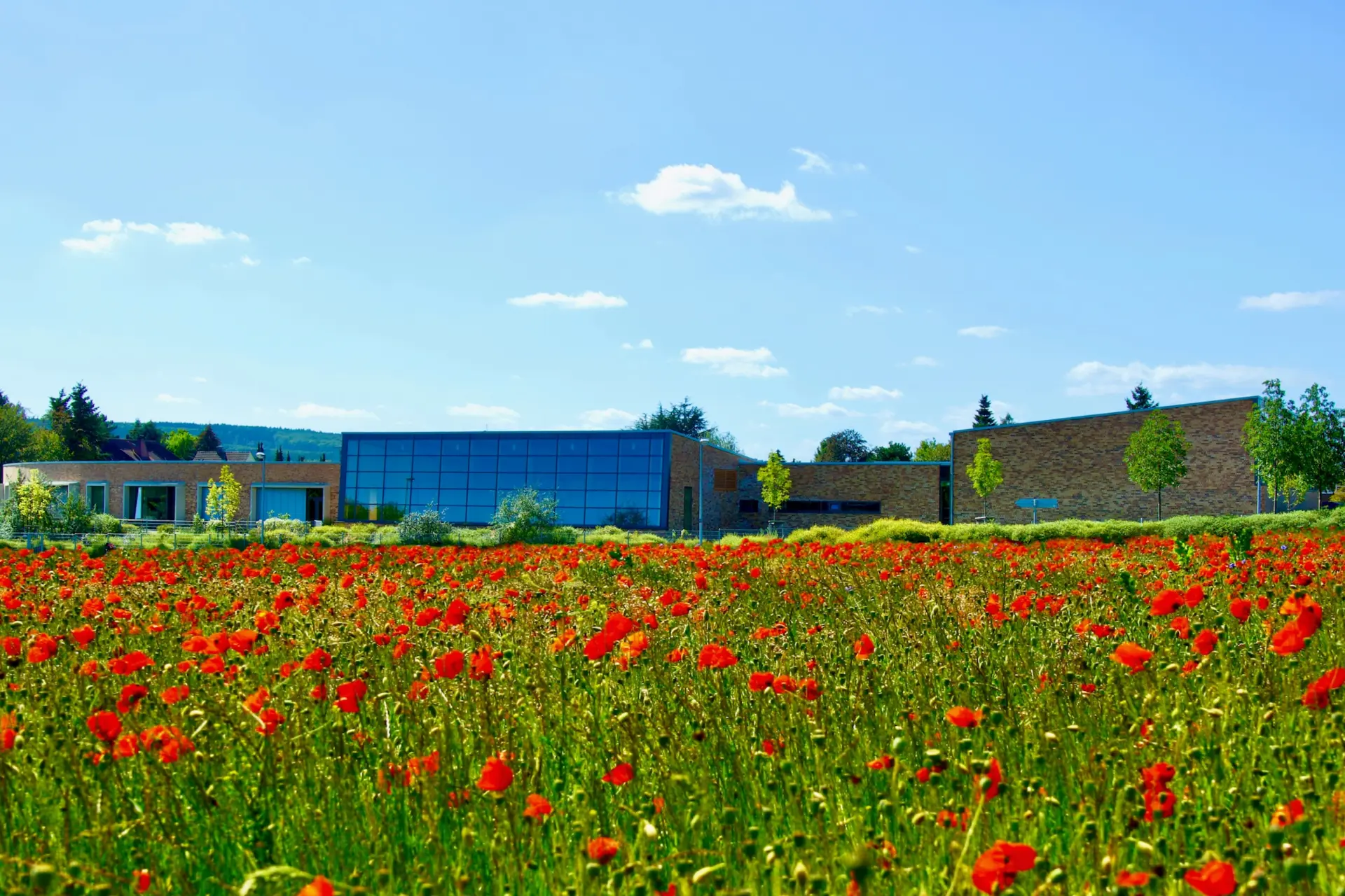 Wiese mit vielen Mohnblumen vor dem Schulgebäude