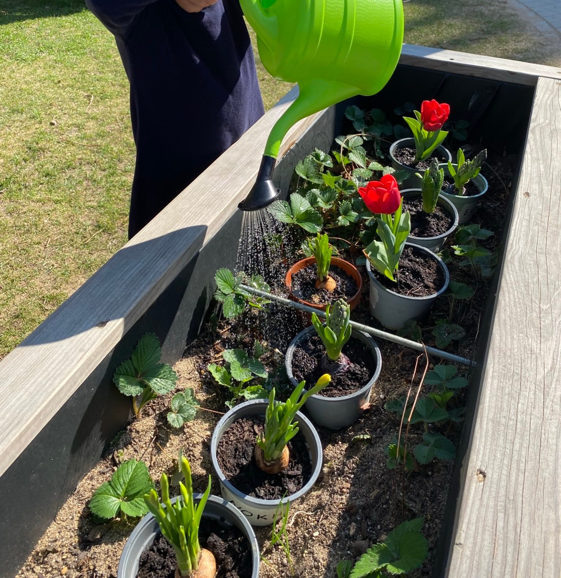 Aus einer grünen Gießkanne fließt Wasser auf Töpfe mit Tulpen und Narzissen sowie Erdbeerpflanzen in einem Hochbeet. 