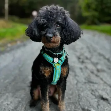 Schulhund Gulliver