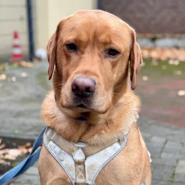 Schulhund Jamie