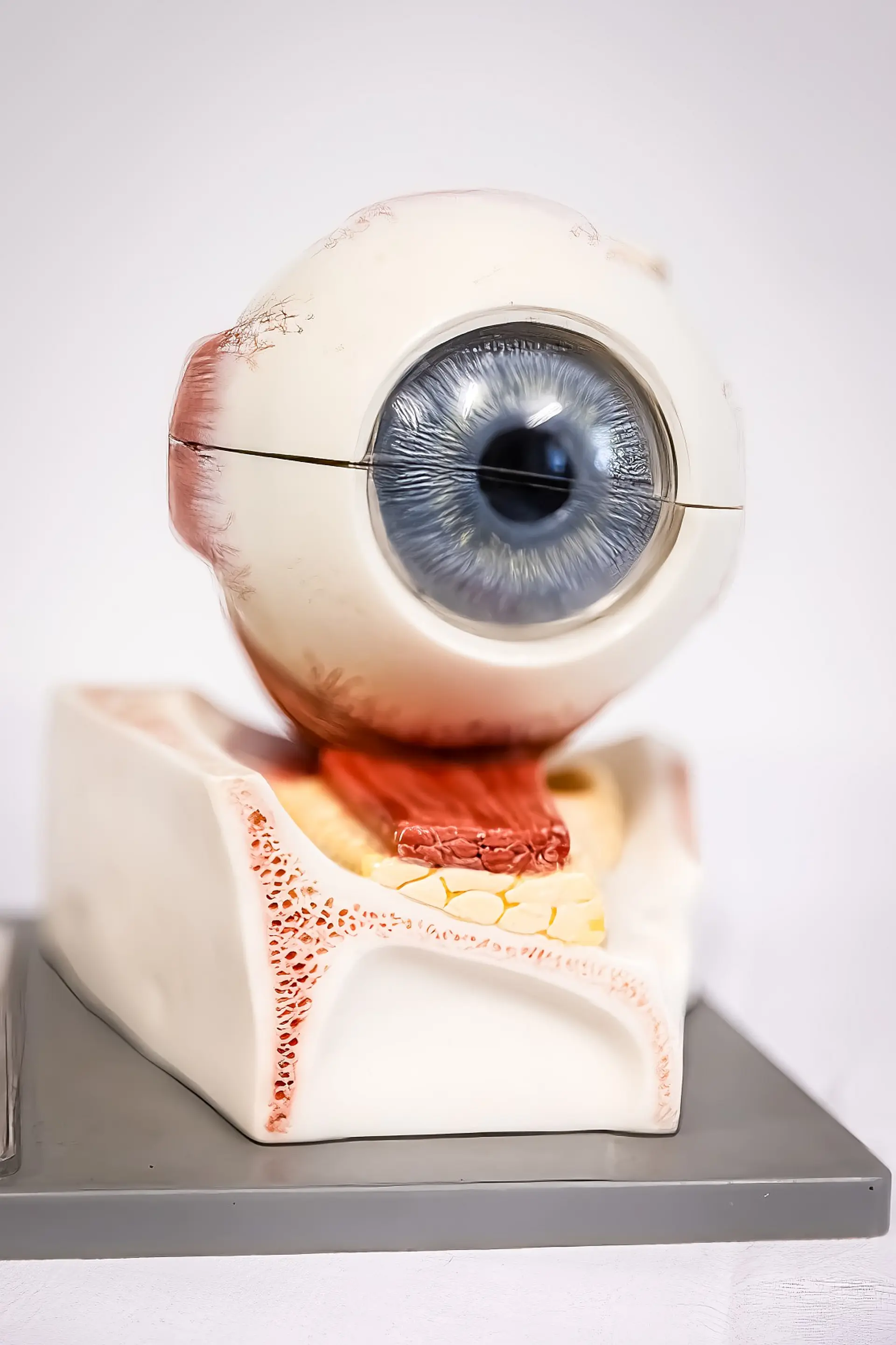 Ein übergroßes anatomisches Modell eines menschlichen Auges sitzt auf einem Standfuß, der auch einen Teil der Augenhöhle darstellt. Das Auge selbst ist weiß mit einer detaillierten blauen Iris und einer schwarzen Pupille. Am hinteren Teil des Augapfels und im umgebenden Modell sind rote Muskeln und andere Gewebe sichtbar, die die Befestigung des Auges in der Höhle zeigen.