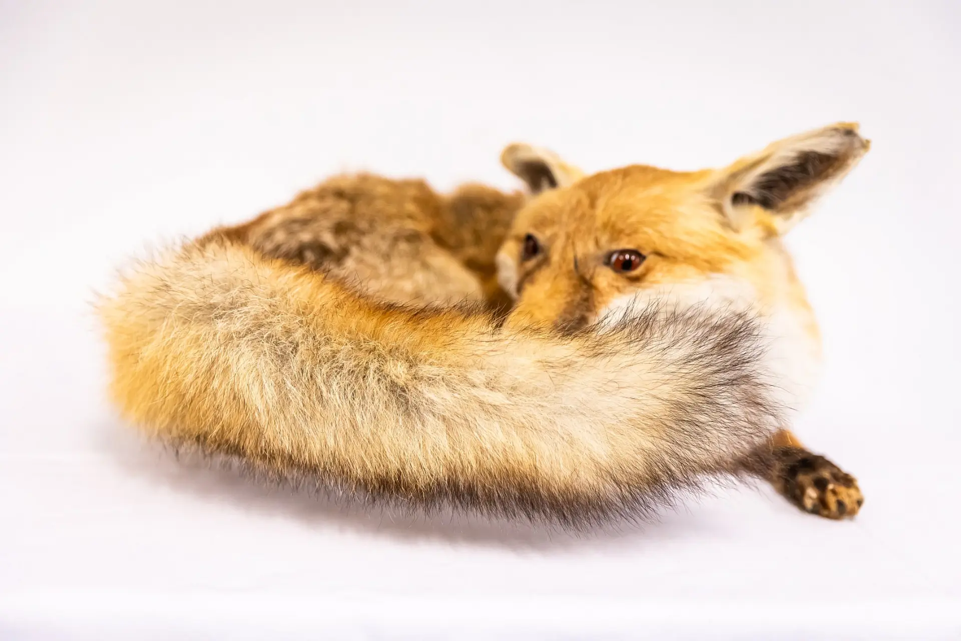 Ein ausgestopfter Rotfuchs liegt zusammengerollt auf einem leeren Hintergrund. Sein Fell und der buschige Schwanz sind deutlich zu erkennen. Der Fuchs hat seinen Kopf zwischen den Pfoten und dem Schwanz versteckt, wobei nur sein Gesicht mit den dunklen Augen und die aufgerichteten Ohren sichtbar sind.