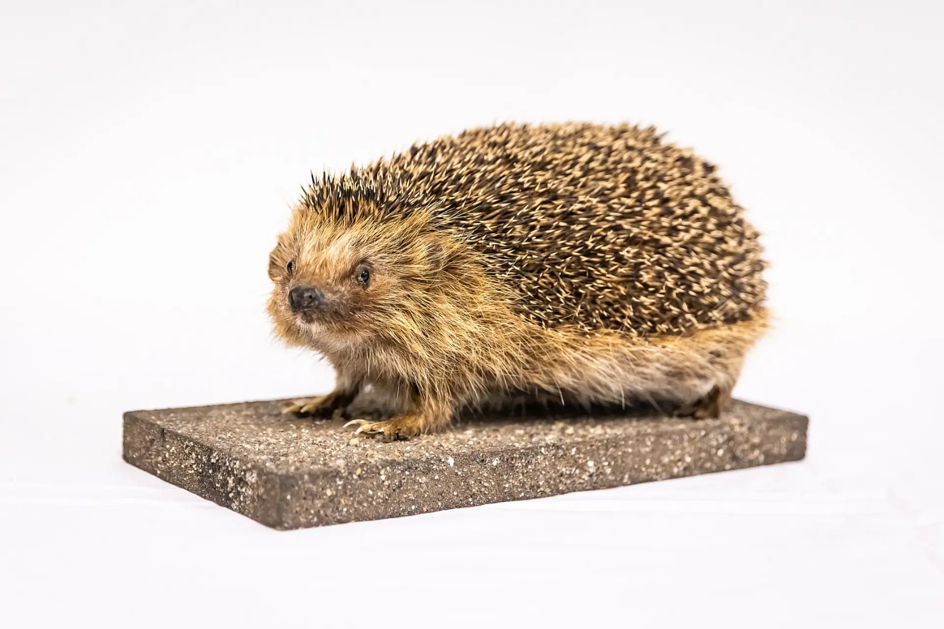 Präparat von einem Europäischen Igel sitzt auf einem Steinblock vor einem leeren Hintergrund. Der Igel ist schräg von vorne zu sehen, sein Kopf zeigt leicht nach links und sein Blick ist auf die Betrachtenden gerichtet. Sein Stachelkleid ist braun-schwarz meliert, und sein Bauch sowie sein Gesicht sind von hellem Fell bedeckt.