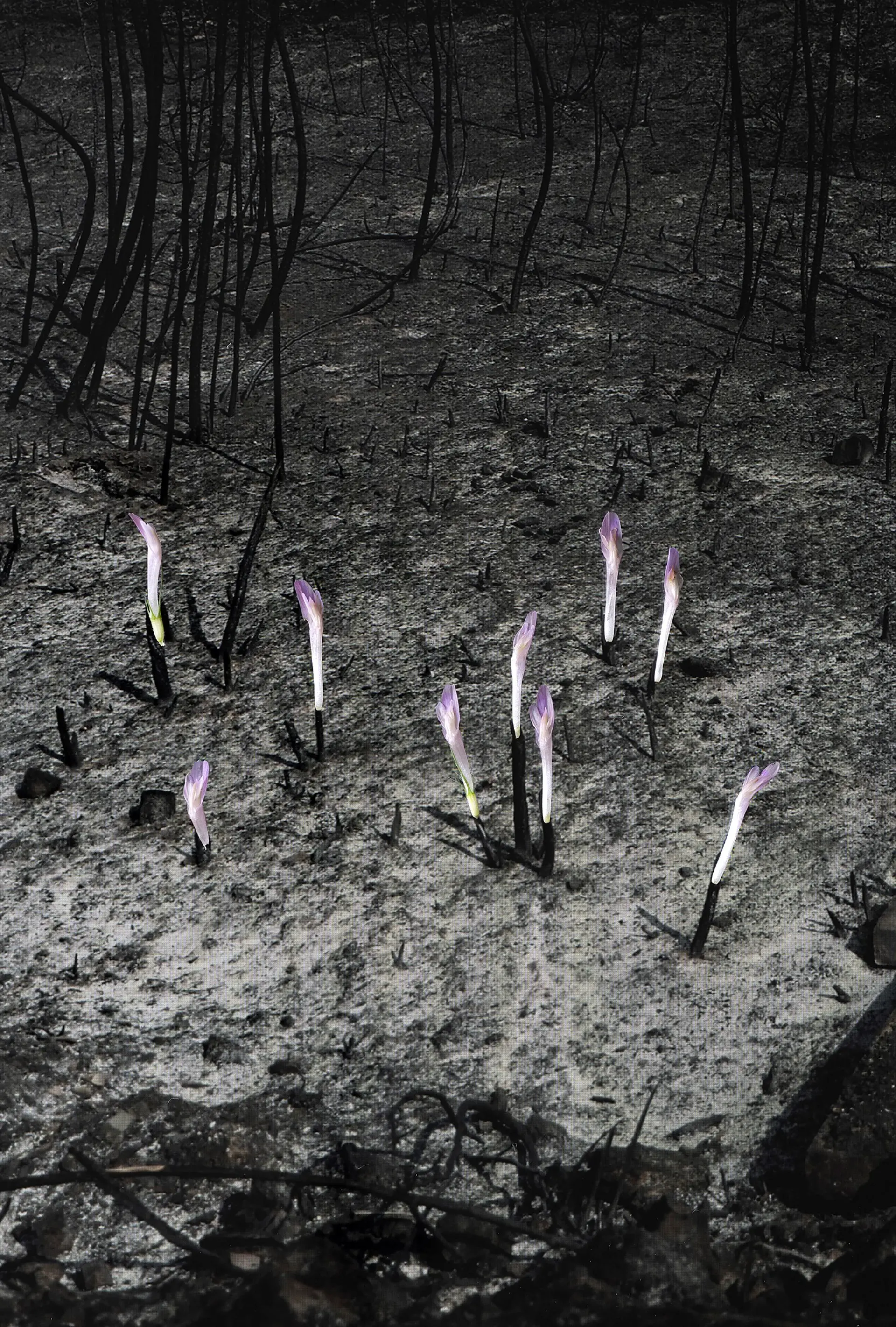 Lilafarbene Blumen auf schwarz-weißem Untergrund