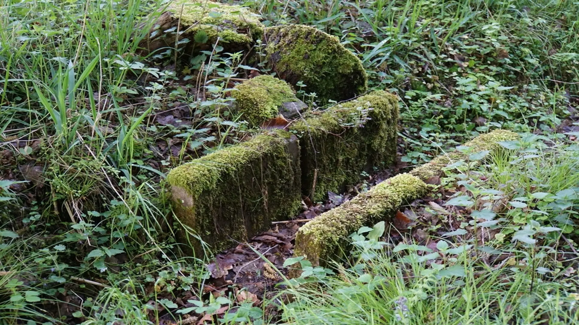 Foto: Mit Moos überwachsene Schienen auf einer Wiese