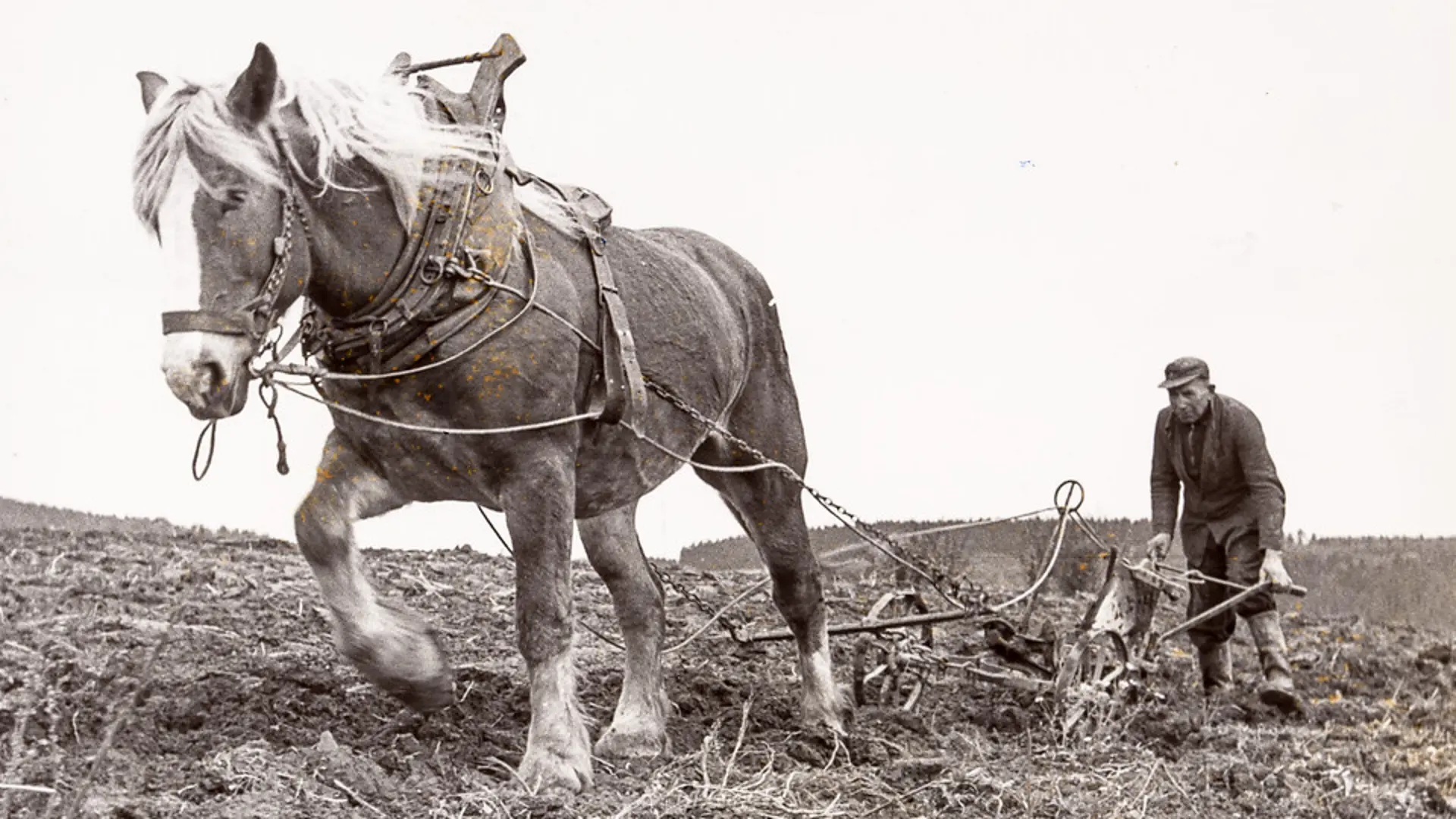 Ein Mann lenkt einen Pflug, der von einem Pferd über ein Feld gezogen wird. Er trägt Arbeitskleidung, eine Schirmmütze und Gummistiefel.