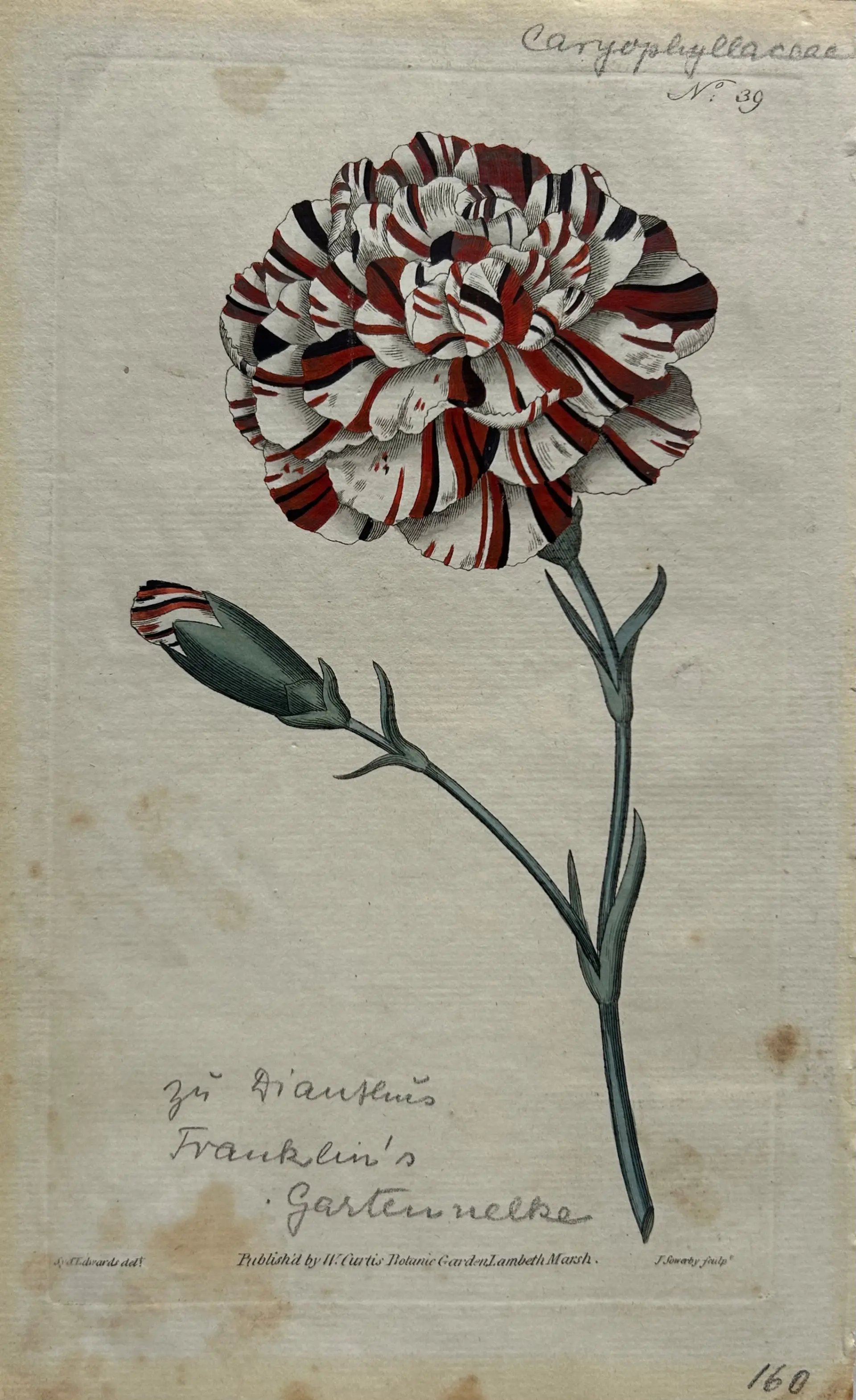 Historische Zeichnung einer Gartennelke (Dianthus caryophyllis) von 1790 