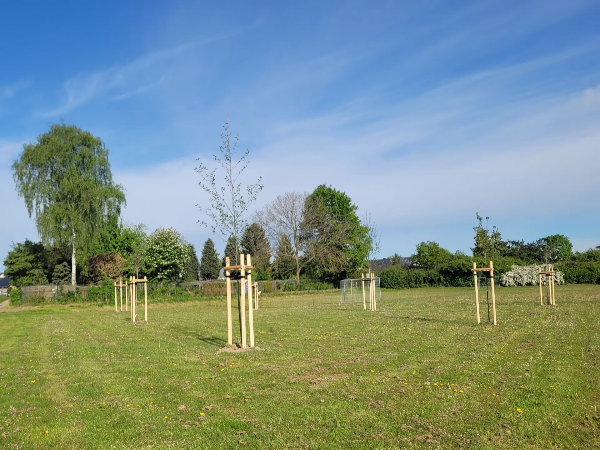 Junge Laubbäume auf Wiese