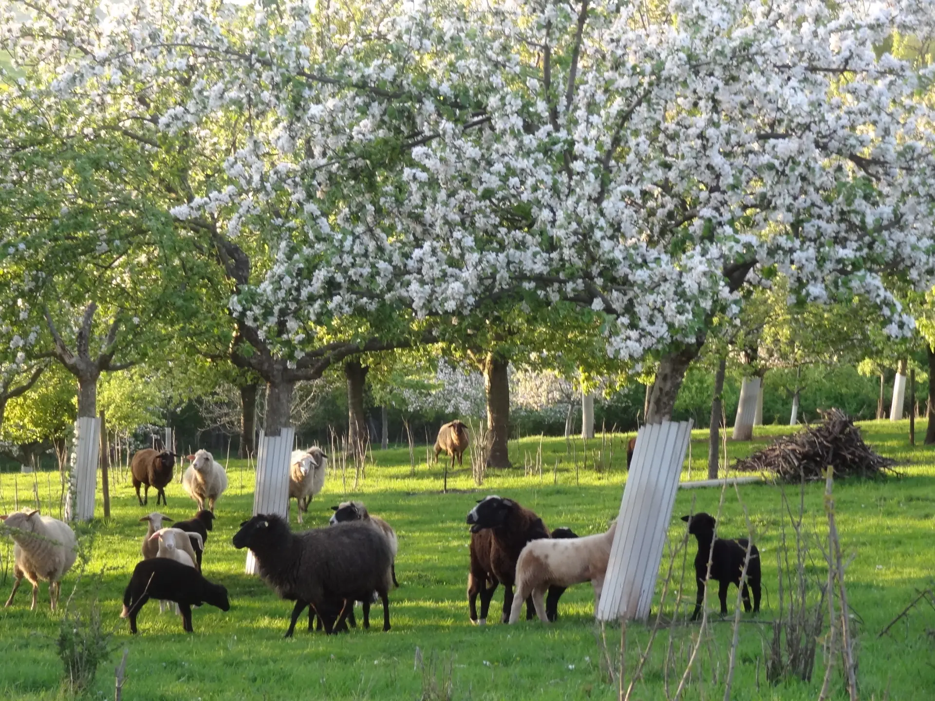 Blühende Steuobstwiese mit zahlreichen Schafen