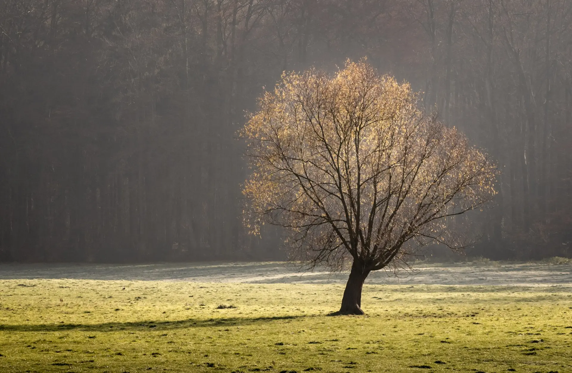 Singulärer Baum auf einer grünen Wiese