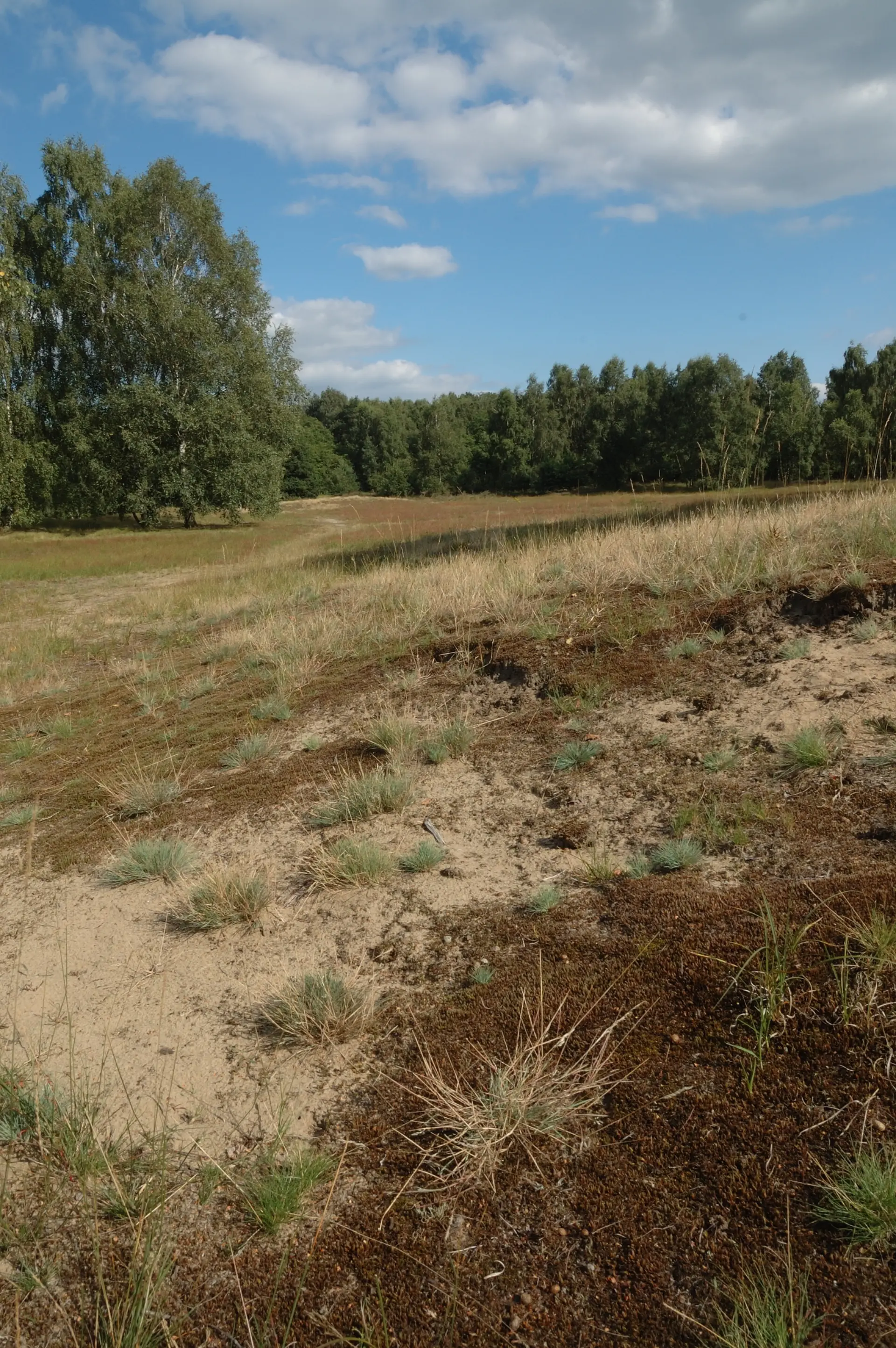 Spärlich bewachsene Sandfläche mit Bäumen im Hintergrund