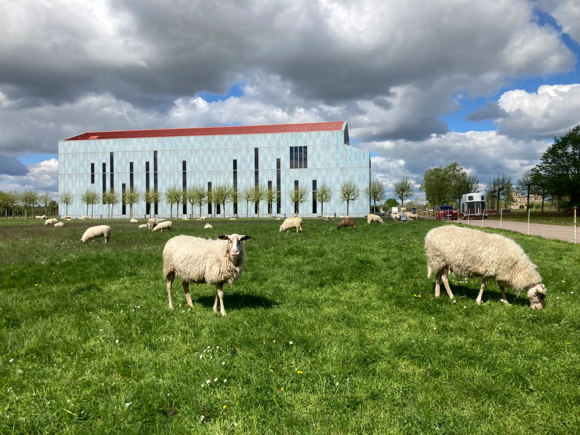 Das Bild zeigt Schafe auf einer Wiese vor dem Römermuseum im LVR-Archäologischen Park Xanten 
