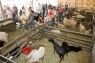 Personen stehen in Tierstall mit Schafen und Ziegen