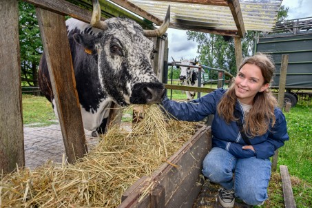 Eine junge Frau f&uuml;ttert eine Kuh