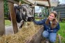 Eine junge Frau f&uuml;ttert eine Kuh