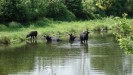 Foto: Schwarze Büffel im Wasser in grüner Landschaft