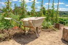 Foto: Schubkarre mit Pflanzen im Hintergrund