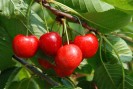 Rote Kirschen