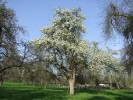 Obstwiesen mit alten hochstämmigen Obstbäumen werden immer seltener; Foto: Biologische Station StädteRegion Aachen (2011)